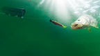GoFish Cam