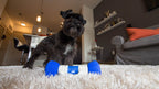 GoBone - Pet Smart Bone