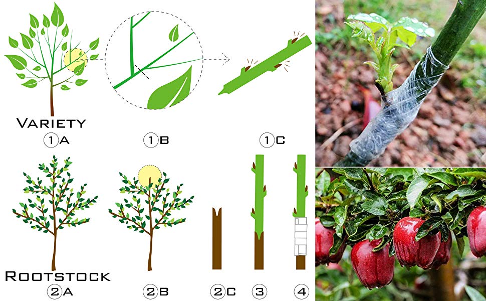 Garden Grafting and Pruning Tool Set