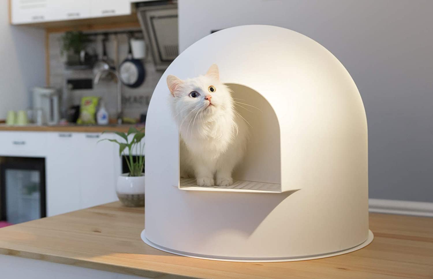 Pidan Extra Large Igloo Cat Dome Litter Box with Modern Minimalist Design